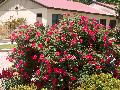 Knock Out Rose / Rosa 